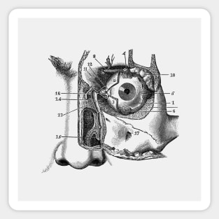 Human Eye and Tear Duct Diagram - Vintage Anatomy Sticker